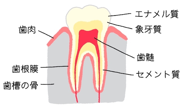 せたがや歯科室｜歯科医師ブログ｜痛い虫歯と、痛くない虫歯がある？虫歯の進行ステップ｜歯の構造のイメージイラスト